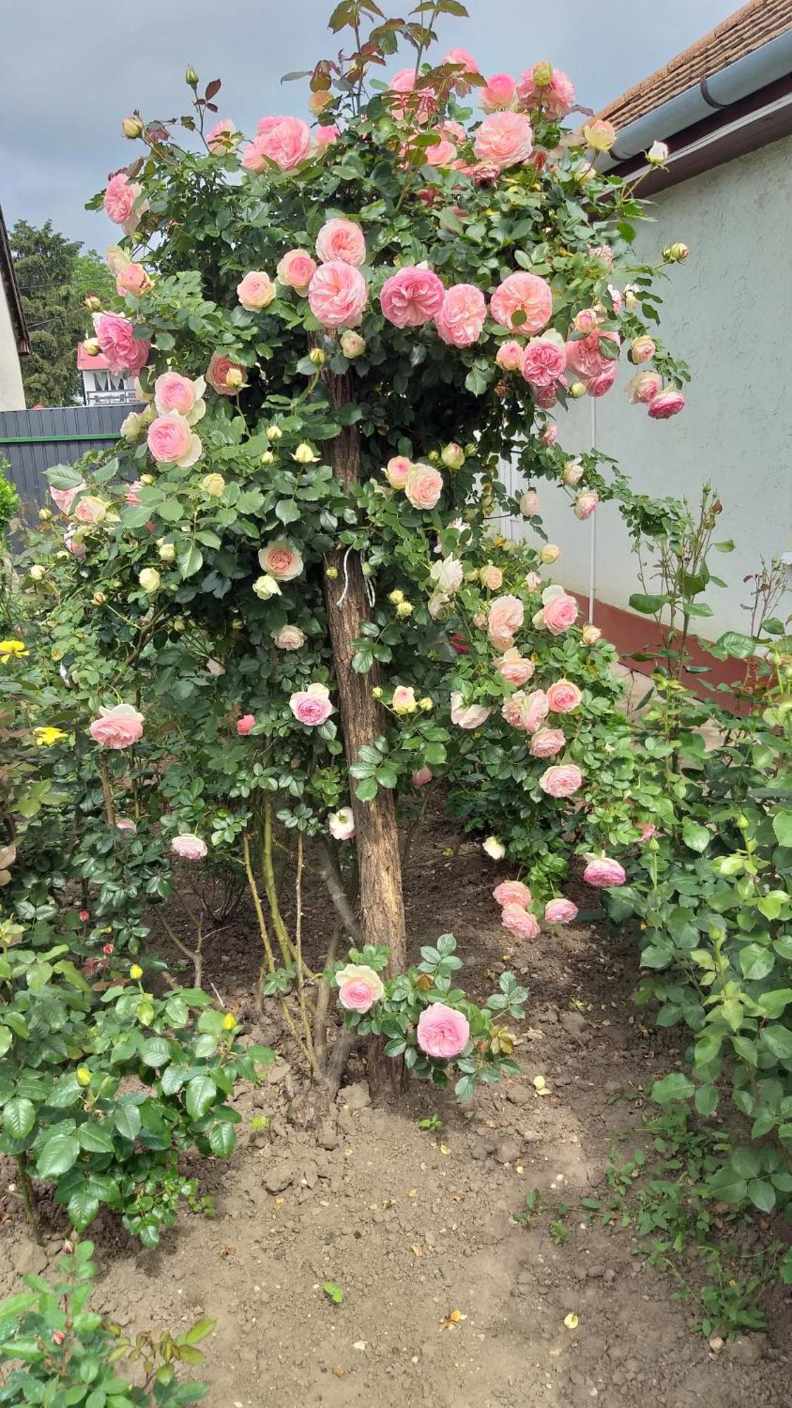 Rona Vendeghaz Hotel Hajduszoboszlo Bagian luar foto